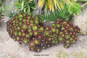 Aeonium 'Jolly Red'